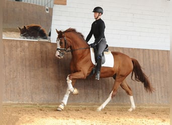 Oldenburger, Wallach, 4 Jahre, 171 cm, Fuchs