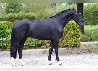 Oldenburger, Wallach, 4 Jahre, 171 cm, Rappe