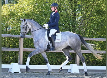 Oldenburger, Wallach, 4 Jahre, 171 cm, Schimmel
