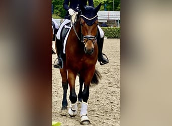 Oldenburger, Wallach, 4 Jahre, 172 cm, Brauner