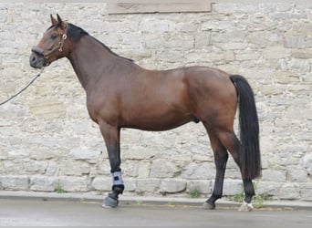 Oldenburger, Wallach, 4 Jahre, 172 cm, Brauner