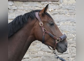 Oldenburger, Wallach, 4 Jahre, 172 cm, Brauner