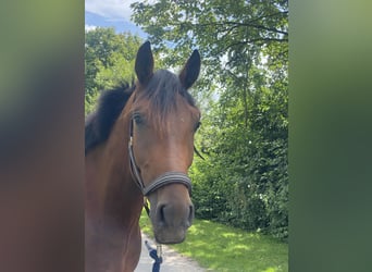 Oldenburger, Wallach, 4 Jahre, 172 cm, Brauner