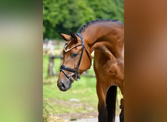 Oldenburger, Wallach, 4 Jahre, 172 cm, Brauner