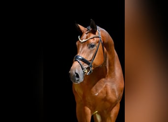 Oldenburger, Wallach, 4 Jahre, 172 cm, Brauner