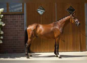 Oldenburger, Wallach, 4 Jahre, 172 cm, Brauner
