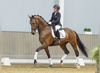 Oldenburger, Wallach, 4 Jahre, 172 cm, Brauner