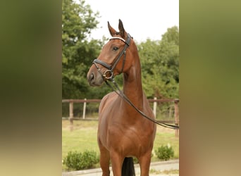 Oldenburger, Wallach, 4 Jahre, 172 cm, Brauner