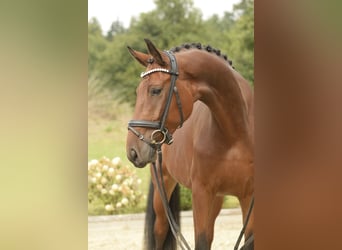 Oldenburger, Wallach, 4 Jahre, 172 cm, Brauner