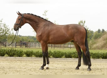 Oldenburger, Wallach, 4 Jahre, 172 cm, Brauner