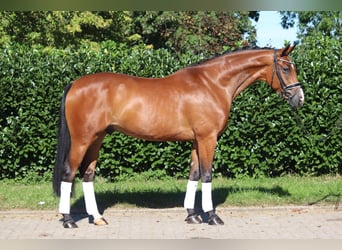Oldenburger, Wallach, 4 Jahre, 172 cm, Brauner