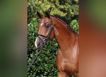 Oldenburger, Wallach, 4 Jahre, 172 cm, Brauner