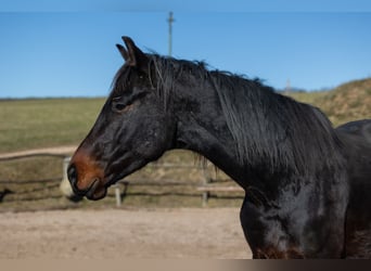 Oldenburger, Wallach, 4 Jahre, 172 cm, Brauner