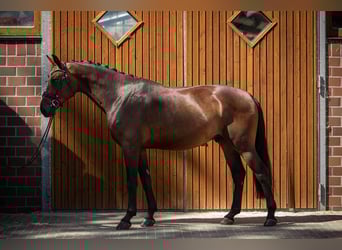 Oldenburger, Wallach, 4 Jahre, 172 cm, Dunkelbrauner