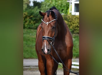 Oldenburger, Wallach, 4 Jahre, 172 cm, Dunkelbrauner