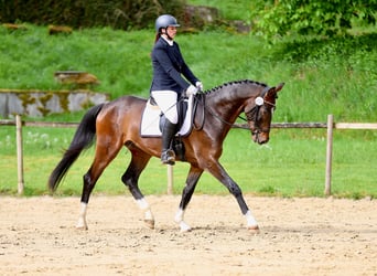Oldenburger, Wallach, 4 Jahre, 172 cm, Dunkelbrauner