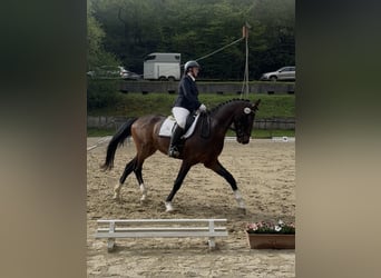 Oldenburger, Wallach, 4 Jahre, 172 cm, Dunkelbrauner