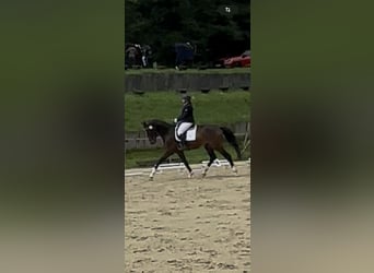 Oldenburger, Wallach, 4 Jahre, 172 cm, Dunkelbrauner