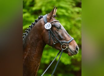 Oldenburger, Wallach, 4 Jahre, 172 cm, Dunkelbrauner