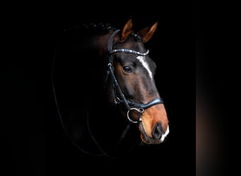 Oldenburger, Wallach, 4 Jahre, 172 cm, Dunkelbrauner