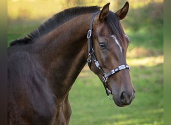 Oldenburger, Wallach, 4 Jahre, 172 cm, Dunkelbrauner