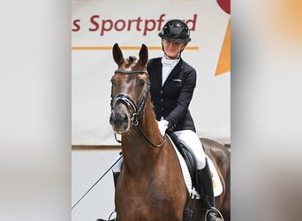 Oldenburger, Wallach, 4 Jahre, 172 cm, Dunkelfuchs