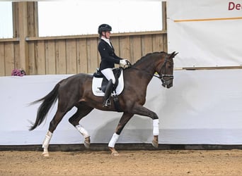 Oldenburger, Wallach, 4 Jahre, 172 cm, Dunkelfuchs