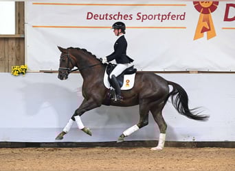Oldenburger, Wallach, 4 Jahre, 172 cm, Dunkelfuchs