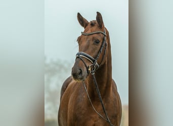 Oldenburger, Wallach, 4 Jahre, 172 cm, Dunkelfuchs