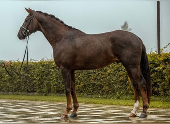 Oldenburger, Wallach, 4 Jahre, 172 cm, Dunkelfuchs