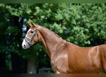 Oldenburger, Wallach, 4 Jahre, 172 cm, Dunkelfuchs