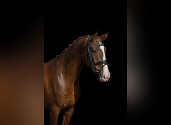 Oldenburger, Wallach, 4 Jahre, 172 cm, Dunkelfuchs