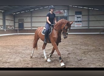 Oldenburger, Wallach, 4 Jahre, 172 cm, Fuchs