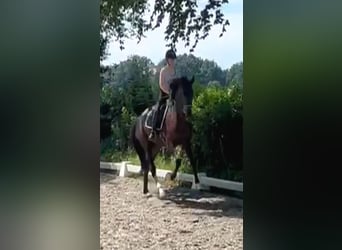 Oldenburger, Wallach, 4 Jahre, 172 cm, Rappe