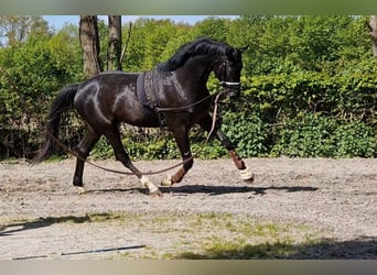Oldenburger, Wallach, 4 Jahre, 172 cm, Rappe