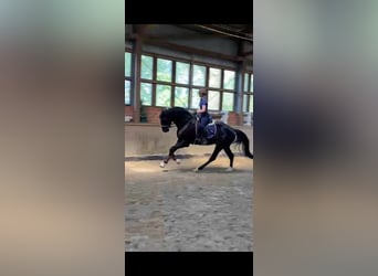 Oldenburger, Wallach, 4 Jahre, 172 cm, Rappe