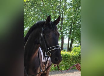 Oldenburger, Wallach, 4 Jahre, 172 cm, Rappe