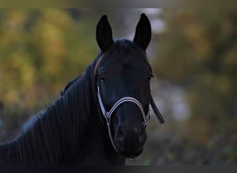 Oldenburger, Wallach, 4 Jahre, 172 cm, Rappe