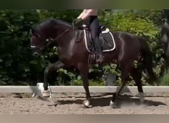 Oldenburger, Wallach, 4 Jahre, 172 cm, Rappe