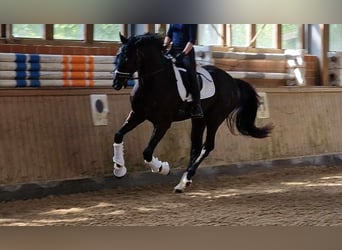 Oldenburger, Wallach, 4 Jahre, 172 cm, Rappe