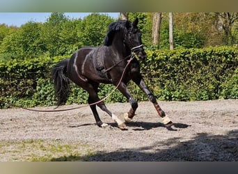 Oldenburger, Wallach, 4 Jahre, 172 cm, Rappe