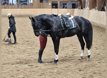 Oldenburger, Wallach, 4 Jahre, 172 cm, Rappe
