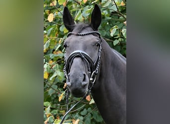 Oldenburger, Wallach, 4 Jahre, 172 cm, Rappe