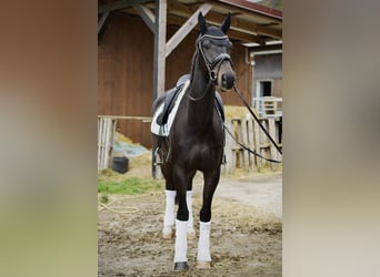 Oldenburger, Wallach, 4 Jahre, 172 cm, Schwarzbrauner