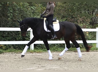 Oldenburger, Wallach, 4 Jahre, 172 cm, Schwarzbrauner