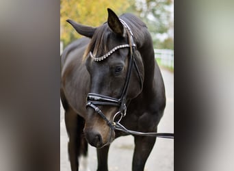 Oldenburger, Wallach, 4 Jahre, 172 cm, Schwarzbrauner