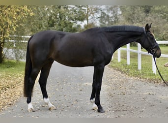 Oldenburger, Wallach, 4 Jahre, 172 cm, Schwarzbrauner