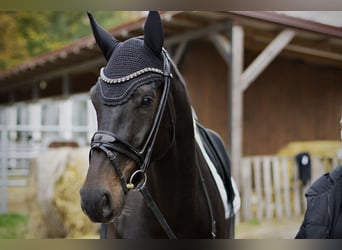 Oldenburger, Wallach, 4 Jahre, 172 cm, Schwarzbrauner