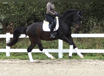 Oldenburger, Wallach, 4 Jahre, 172 cm, Schwarzbrauner