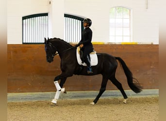 Oldenburger, Wallach, 4 Jahre, 172 cm, Schwarzbrauner